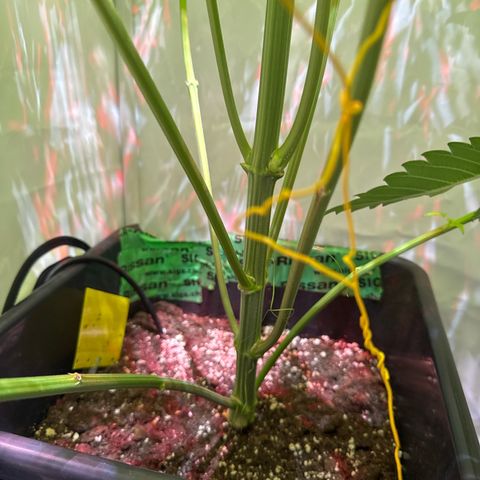 Shark widow  growlog timeline photo