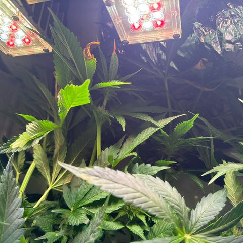 Shark widow  growlog timeline photo