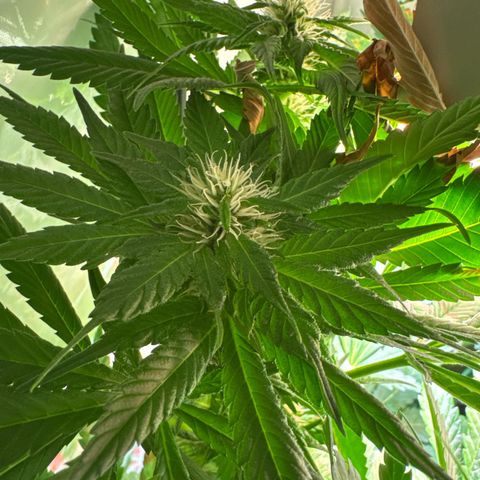 Shark widow  growlog timeline photo