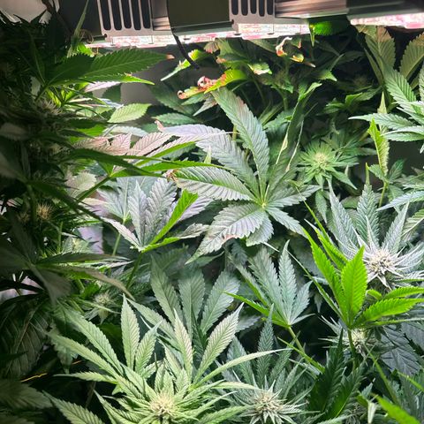 Shark widow  growlog timeline photo