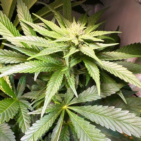 Shark widow  growlog timeline photo