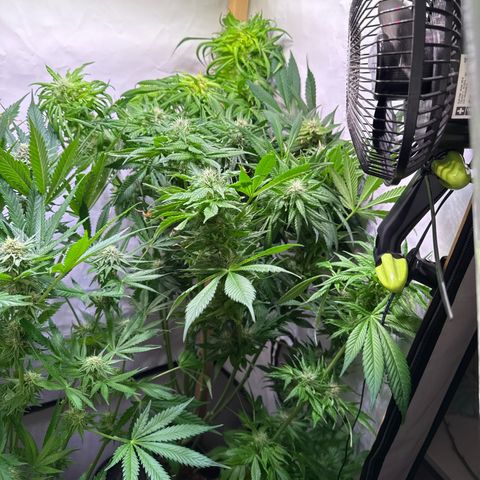 Shark widow  growlog timeline photo