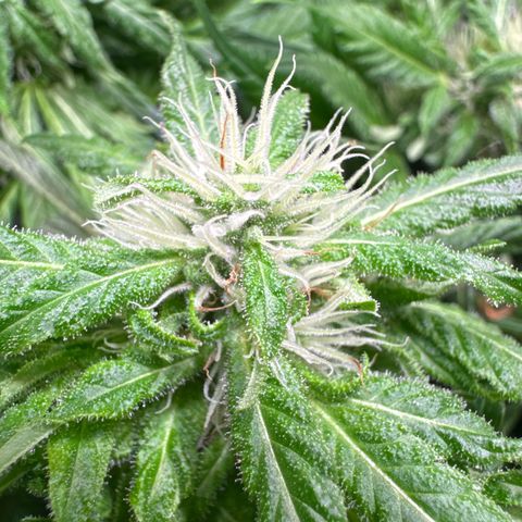 Shark widow  growlog timeline photo