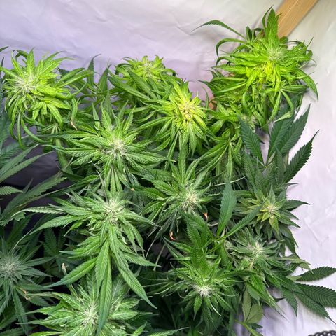 Shark widow  growlog timeline photo