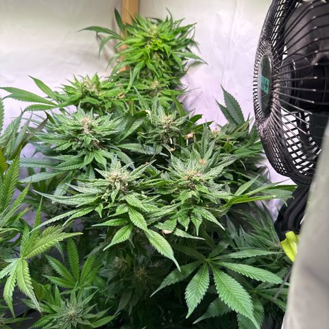 Shark widow  growlog timeline photo