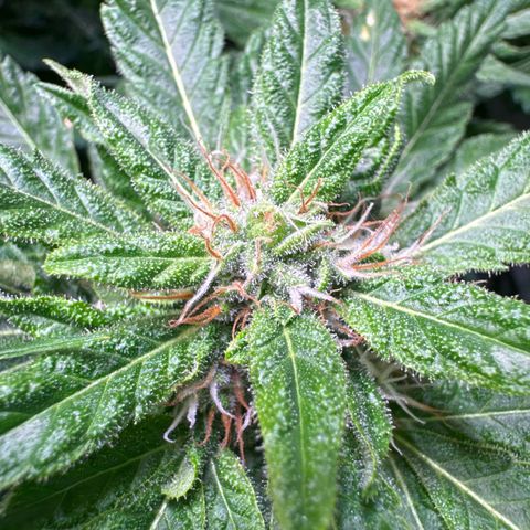 Shark widow  growlog timeline photo