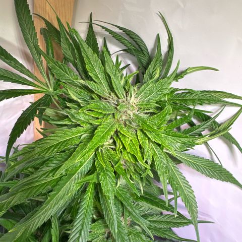 Shark widow  growlog timeline photo