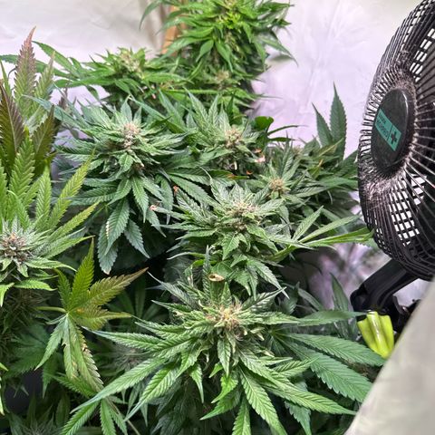 Shark widow  growlog timeline photo