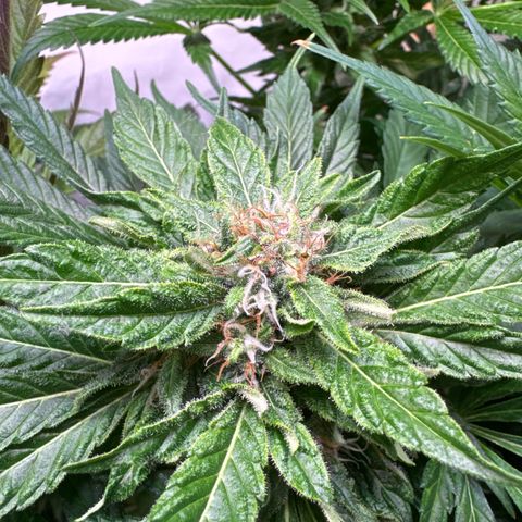 Shark widow  growlog timeline photo