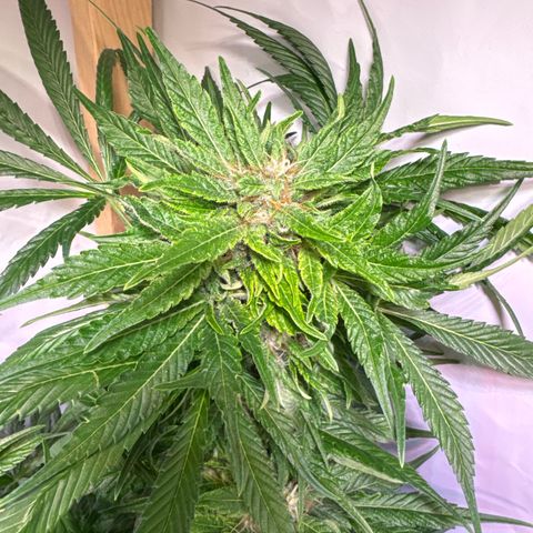 Shark widow  growlog timeline photo