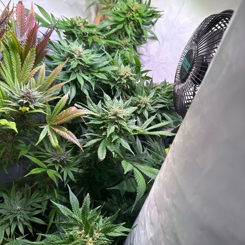 Shark widow  growlog timeline photo