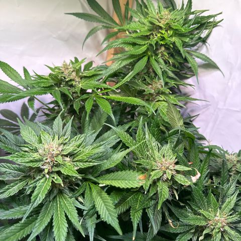 Shark widow  growlog timeline photo