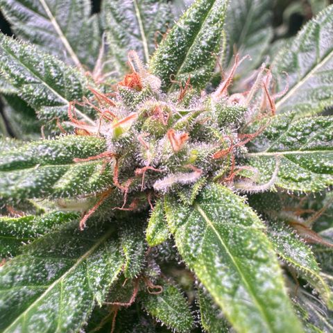 Shark widow  growlog timeline photo