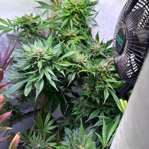 Shark widow  growlog timeline photo