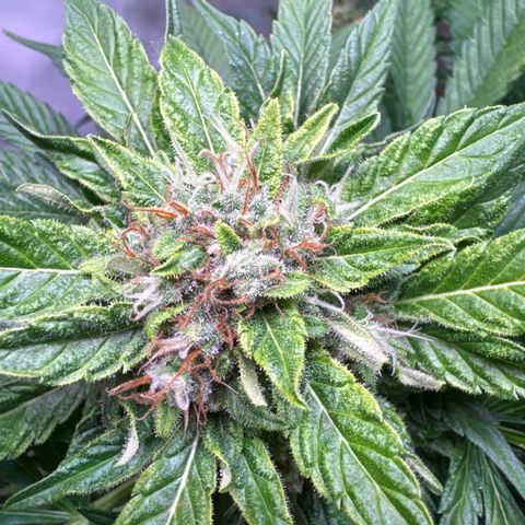 Shark widow  growlog timeline photo