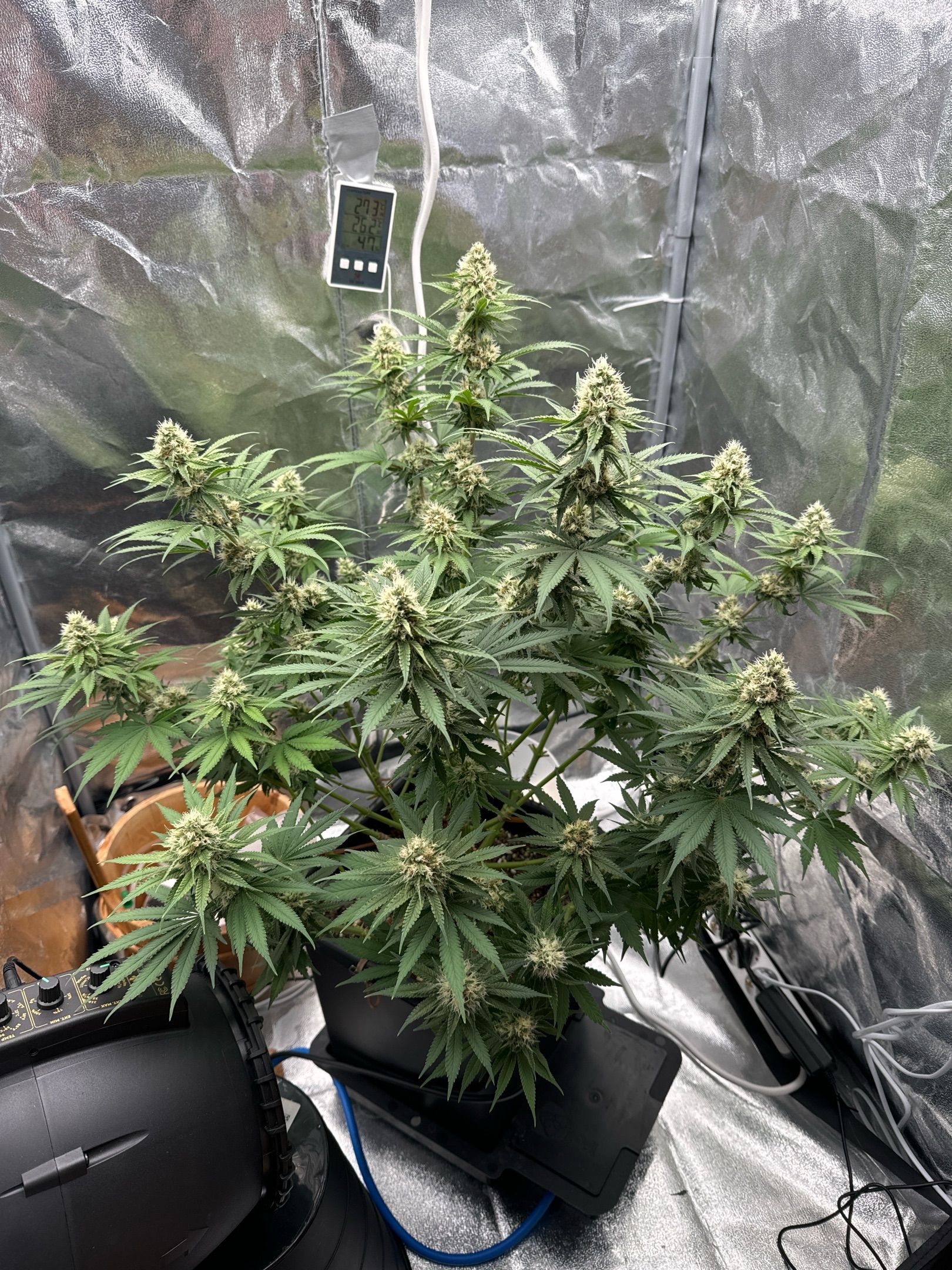 Special Kush #1 RQS growlog header