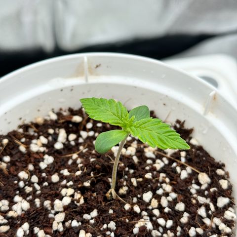 Special Kush #1 RQS growlog photo