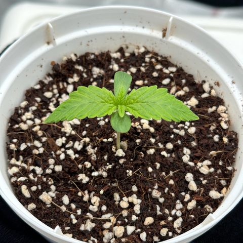 Special Kush #1 RQS growlog photo