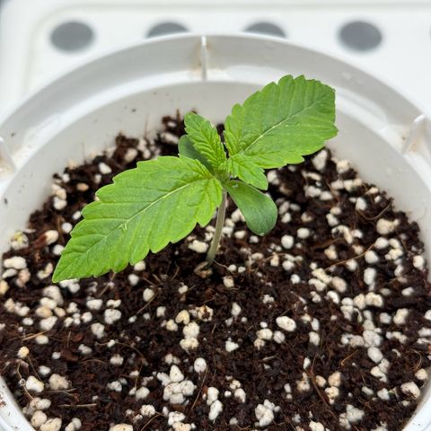 Special Kush #1 RQS growlog photo