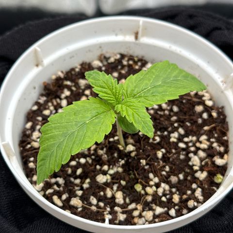 Special Kush #1 RQS growlog photo