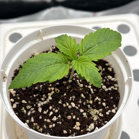 Special Kush #1 RQS growlog photo: 9