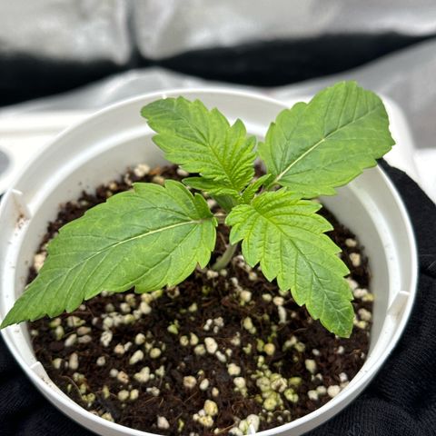 Special Kush #1 RQS growlog photo: 10