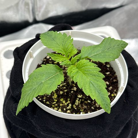 Special Kush #1 RQS growlog photo: 11