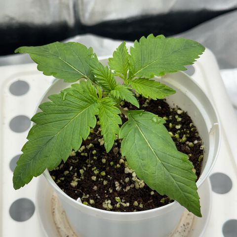 Special Kush #1 RQS growlog photo: 12