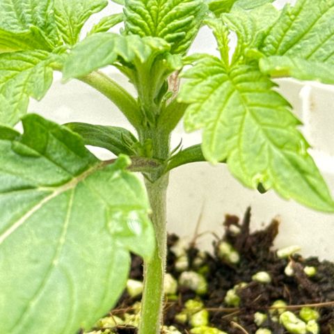 Special Kush #1 RQS growlog photo: 12