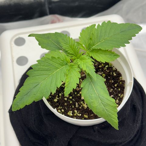 Special Kush #1 RQS growlog photo: 13