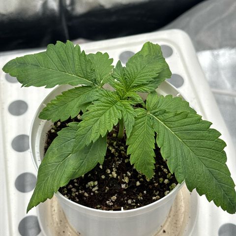 Special Kush #1 RQS growlog photo: 14
