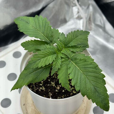 Special Kush #1 RQS growlog photo: 15