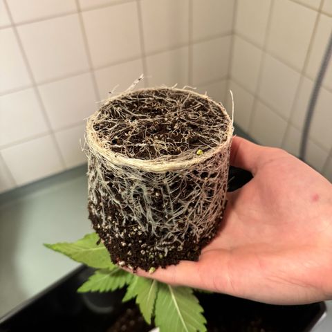 Special Kush #1 RQS growlog photo: 16