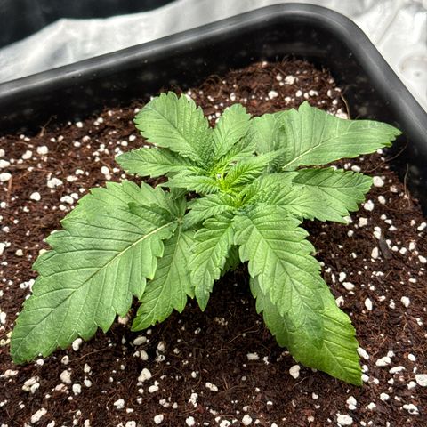 Special Kush #1 RQS growlog photo: 16