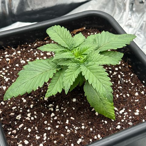 Special Kush #1 RQS growlog photo: 17
