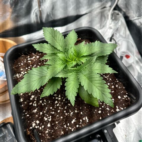 Special Kush #1 RQS growlog photo: 19