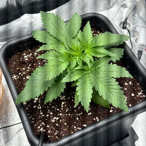 Special Kush #1 RQS growlog photo: 20