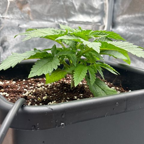 Special Kush #1 RQS growlog photo: 20