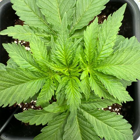 Special Kush #1 RQS growlog timeline photo