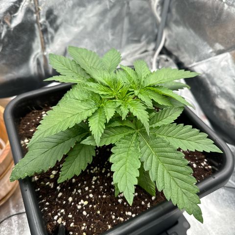 Special Kush #1 RQS growlog photo: 21