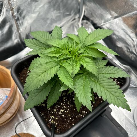 Special Kush #1 RQS growlog photo: 22