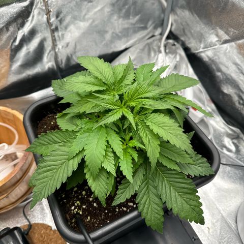 Special Kush #1 RQS growlog photo: 23