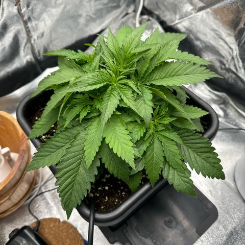 Special Kush #1 RQS growlog photo: 24