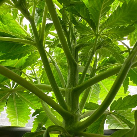 Special Kush #1 RQS growlog photo: 24