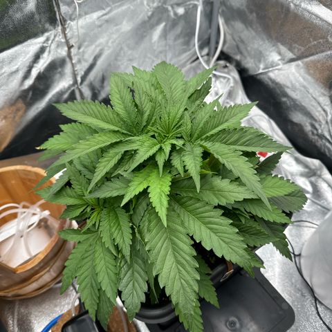 Special Kush #1 RQS growlog photo: 26