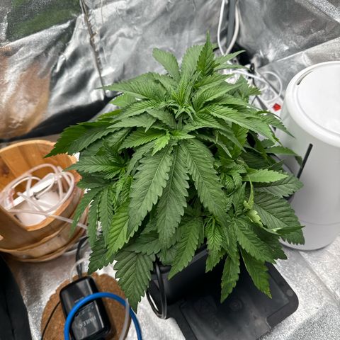 Special Kush #1 RQS growlog photo: 28