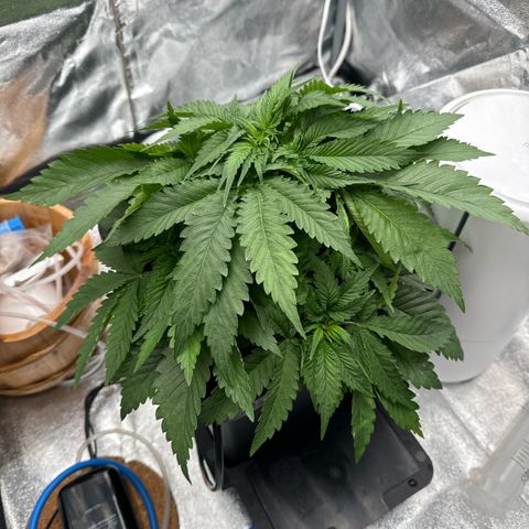 Special Kush #1 RQS growlog photo: 29, time to top