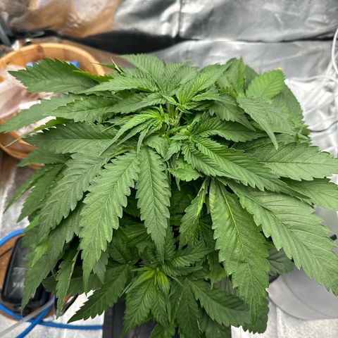 Special Kush #1 RQS growlog photo: After topping