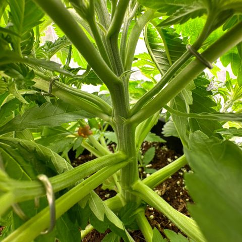 Special Kush #1 RQS growlog timeline photo