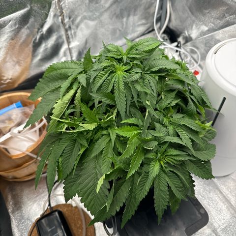 Special Kush #1 RQS growlog photo: 31